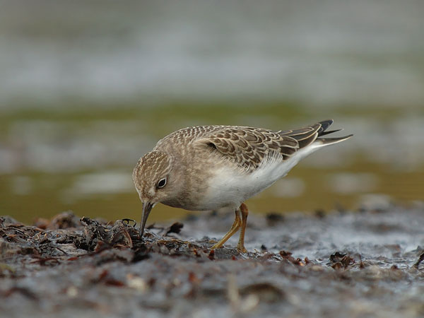 Lapinsirri, Temminck's Stint, Calidris temminckii